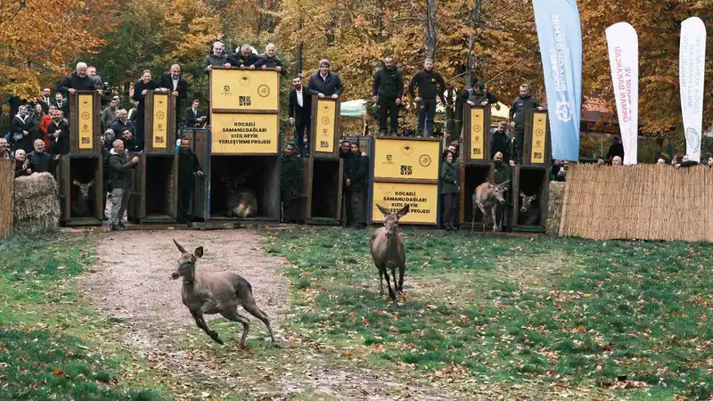 7 kızıl geyik doğaya salındı, GPS ile adım adım takip edilecek
