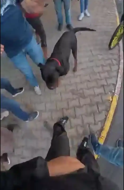 Sokakta ağızlıksız gezdirilen ’Rottweiler’ cinsi köpek dehşet saçtı... O anlar kamerada
