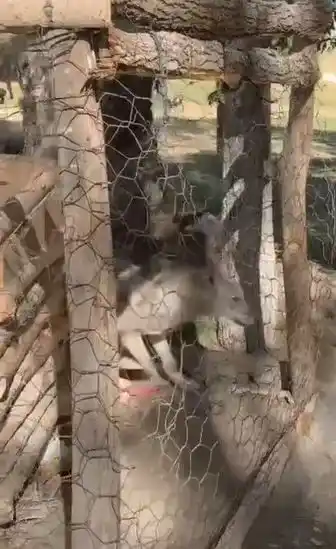 Özalp’te kafeste tutulan kurt kurtarıldı
