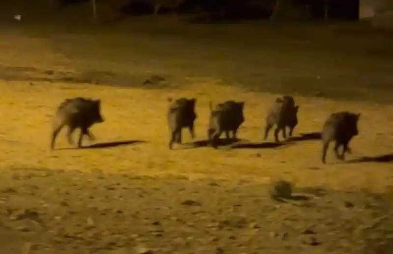 Yüksekova’da domuz sürüsü görüntülendi
