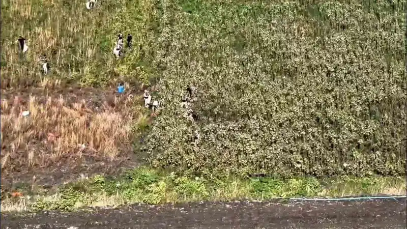 Uyuşturucu tarlasında bin 876 kök kenevir ele geçirildi: 3 tutuklama
