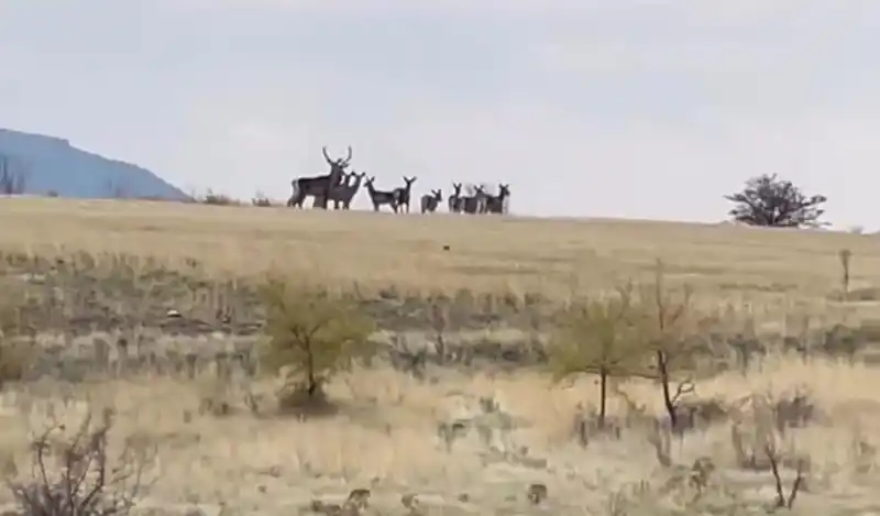 Ankara’da yaban geyiği sürüsü kamerada
