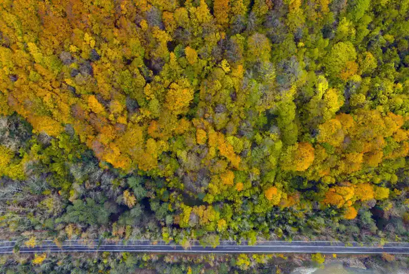 Ağaç tünel yol Safranbolu ve Amasra arasında köprü oluşturuyor
