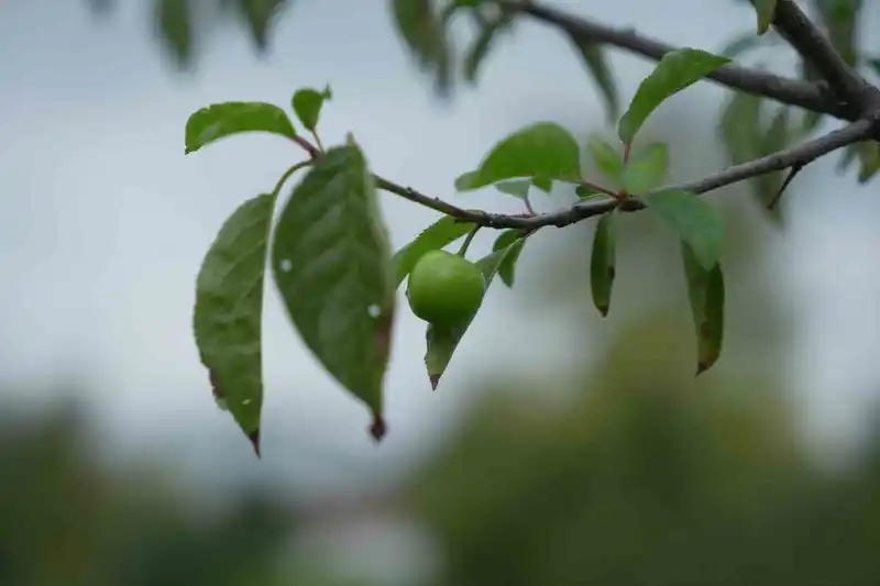 Kış ayına günler kala çiçek açan erik ağaçları meyve verdi
