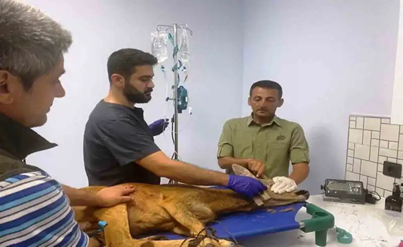 Samsun’da bin 200 hayvan tedavilerinin ardından doğaya salındı
