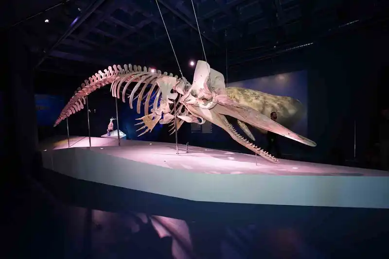 Türkiye’nin ilk Balina iskeleti sergisi yoğun ilgi görmeye devam ediyor
