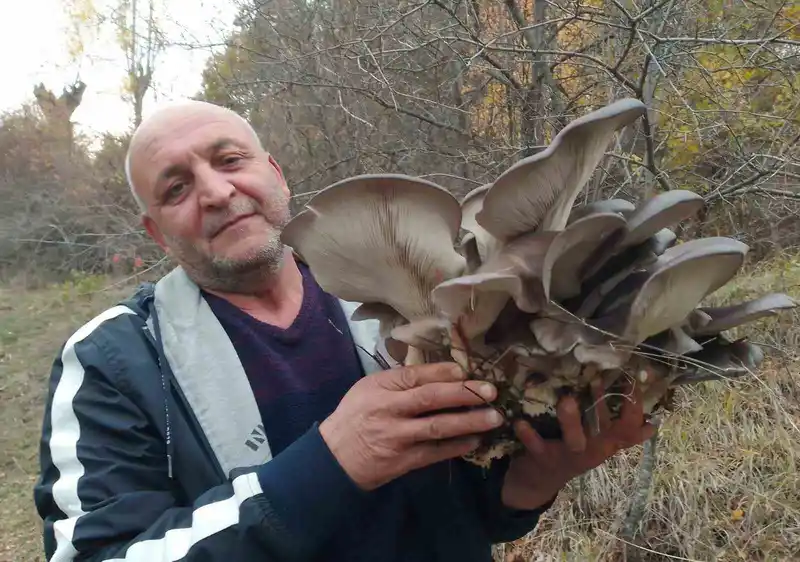 Kanlıca mantarı vatandaşların ilgi odağı oldu
