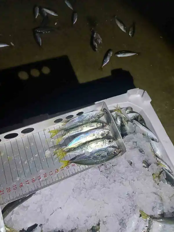 Yasal boy denetimi: Bin 845 kilo istavrite el konuldu
