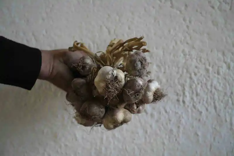 Gümüşhane’de ata tohumu 