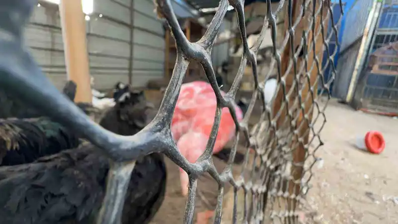 Gazze’de bir çadır, hayvanat bahçesinin kalan canlarına sığınak oldu
