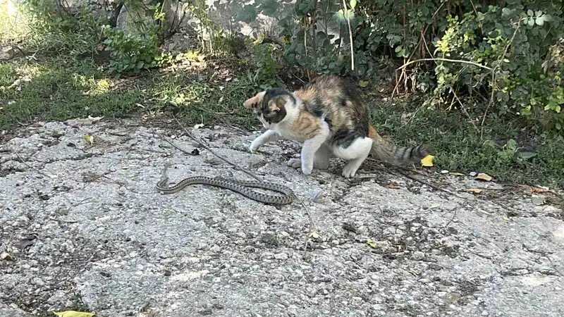Fare değil yılan avladı: Bayburt’ta kedi yılanı pati darbeleriyle öldürdü

