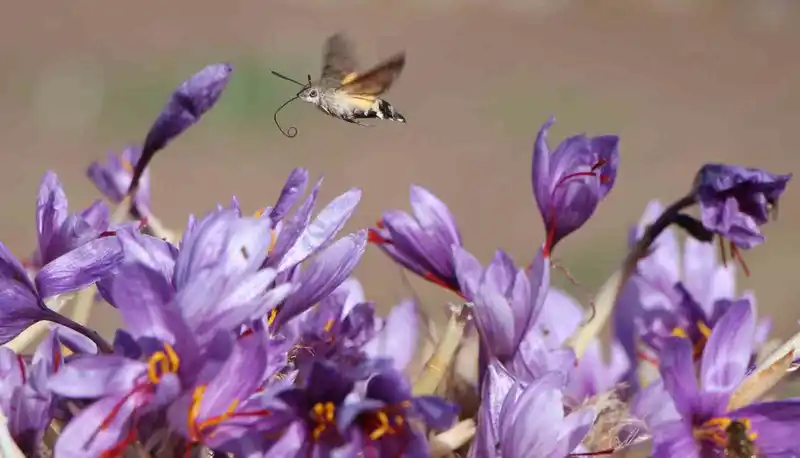 Dünyanın en pahalı baharatı safranın 1 gramı 500 TL
