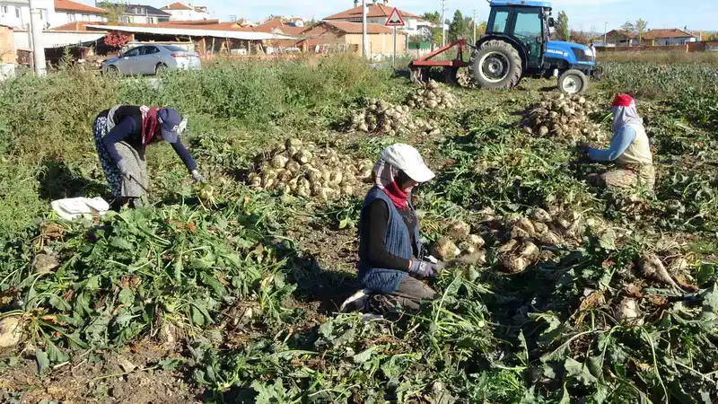 Kütahya’da pancar hasadı başladı
