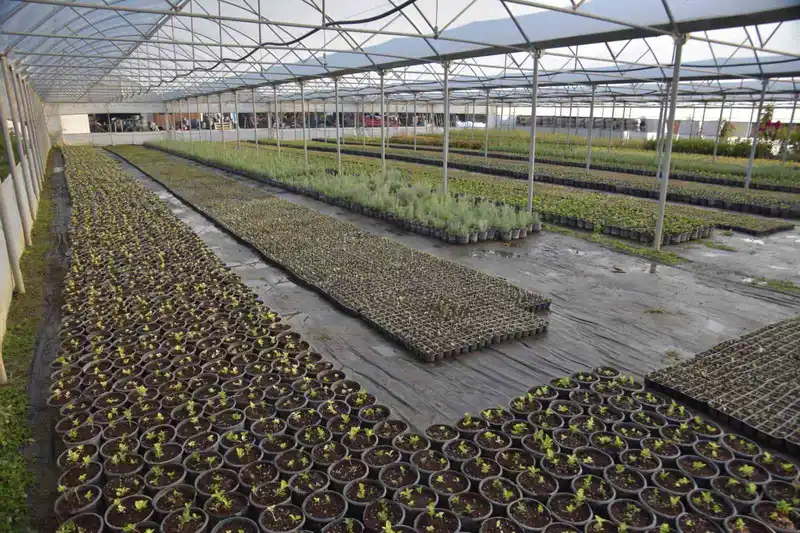 Bilecik Belediyesi kendi seralarında ürettiği bitkilerle kenti renklenecek
