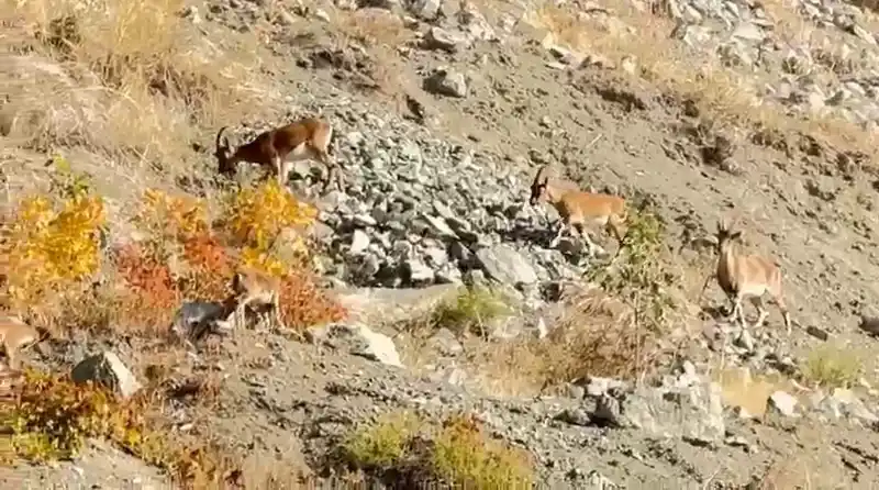 Elazığ’da dağ keçileri sürü halinde görüntülendi
