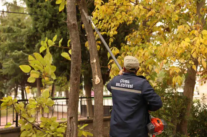 Çivril Belediyesi budamayla hem tehlikeyi önlüyor hem de ağaçların ömrünü uzatıyor

