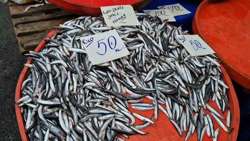 Tekirdağ’da hamsinin kilosu 50 liraya kadar düştü
