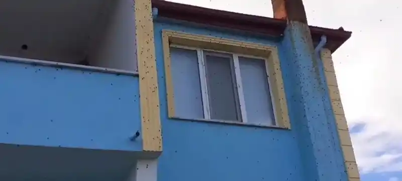 Bartın’da kahverengi kokarca istilası kabusa dönüştü
