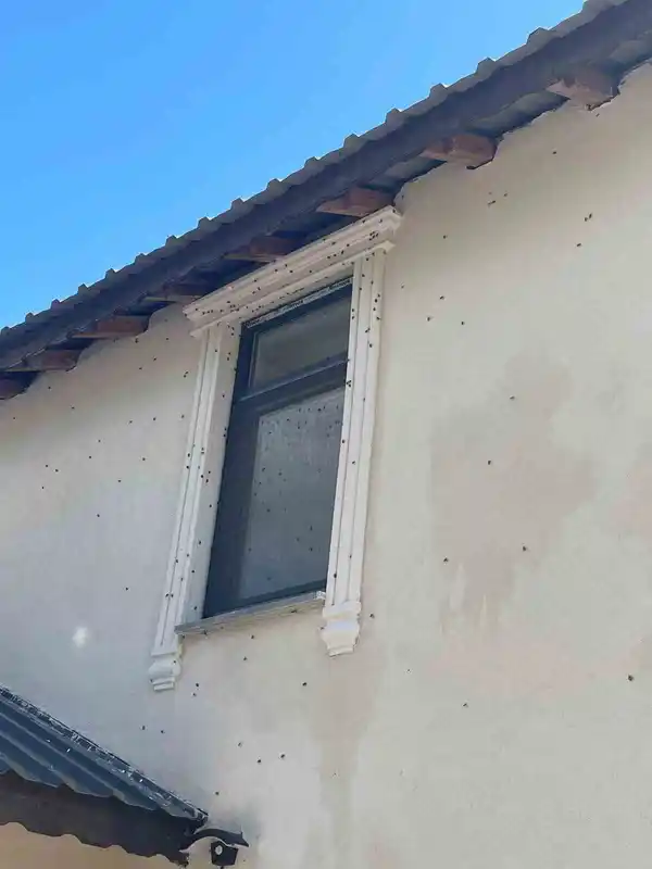 Kahverengi kokarca böceği istilası
