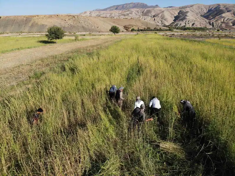 Şırnak’ta 5 bin dekar alandan 300 ton susam rekoltesi bekleniyor

