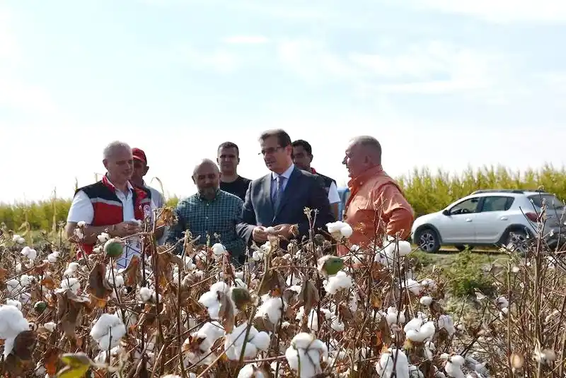 Salihli Ovası’nın ‘Beyaz Altın’ında ilk hasat
