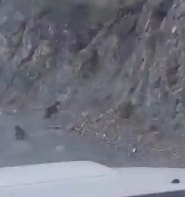 Bolu’da anne ayı ve yavrusu korkuyla dağa tırmandı, o anlar kamerada
