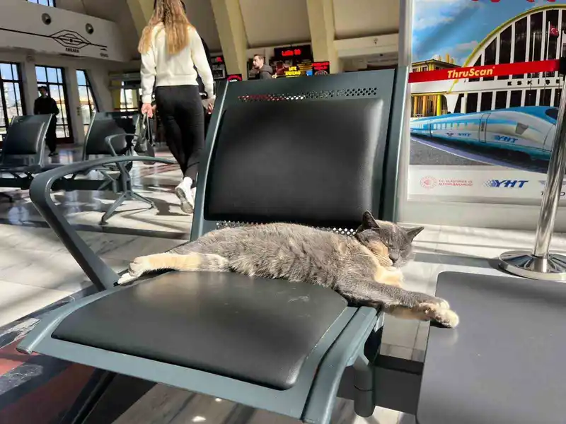 Soğuktan kaçan patili misafir, gar koltuğunda güneş keyfi yaptı
