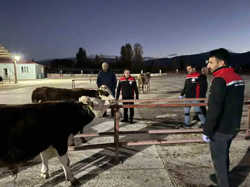 Erzincan canlı hayvan pazarı yeniden açıldı
