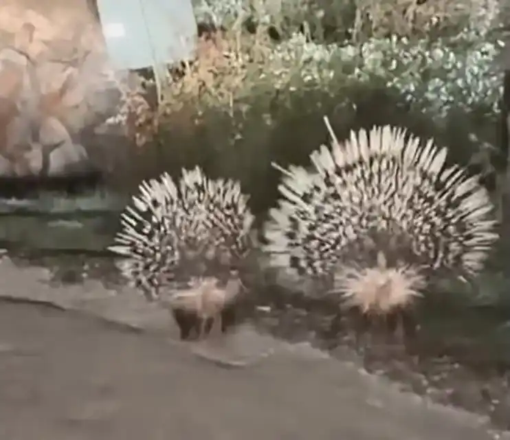 Menteşe’de oklu kirpiler kamerada
