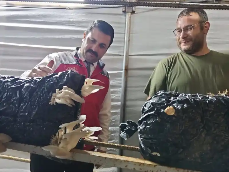 Menteşe’de istiridye mantarı üretimine yerinde denetim
