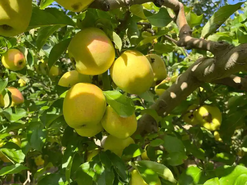 Buldan’da elma hasadı yüz güldürüyor

