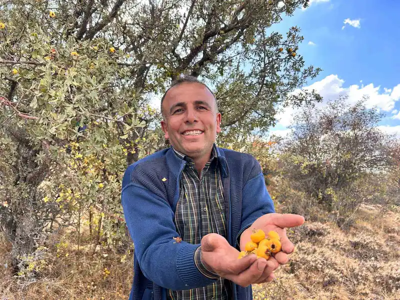 Ankara’nın dağlarında yetişen şifa: 