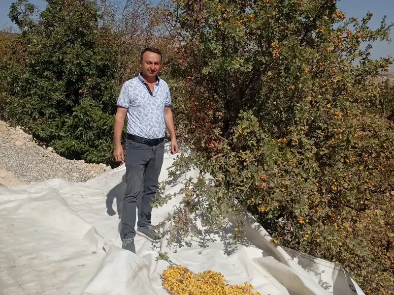 Malatya’da şifa deposu alıçta hasat devam ediyor
