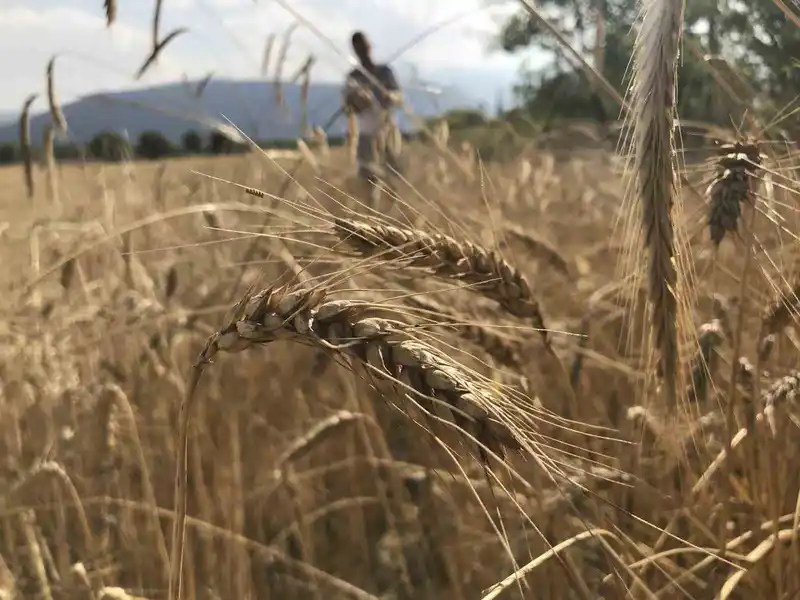 Dünya tahıl arzında rekor beklenti: 3 milyar tonu geçebilir
