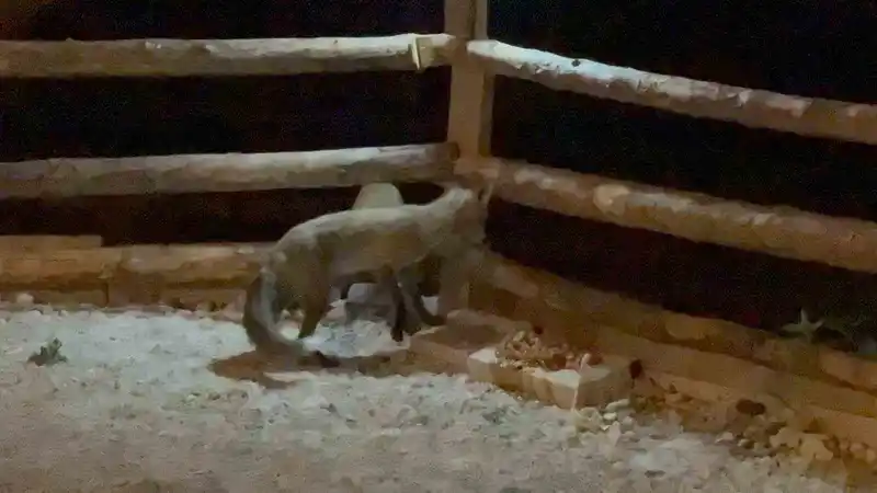 Bahçesine giren tilkileri elleriyle besliyor
