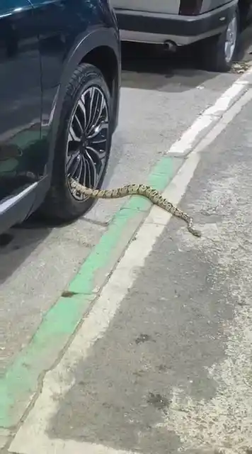 Bursa’da otomobilin jantından yılan çıktı
