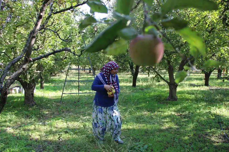 Zirai donun vurduğu Amasya misket elmasında bu yıl hasat yok
