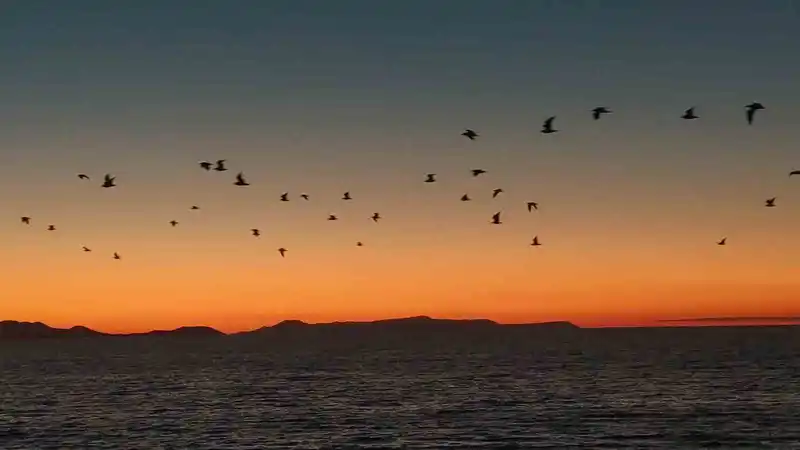 Van Gölü sahillerinde kuşların akşam göçü
