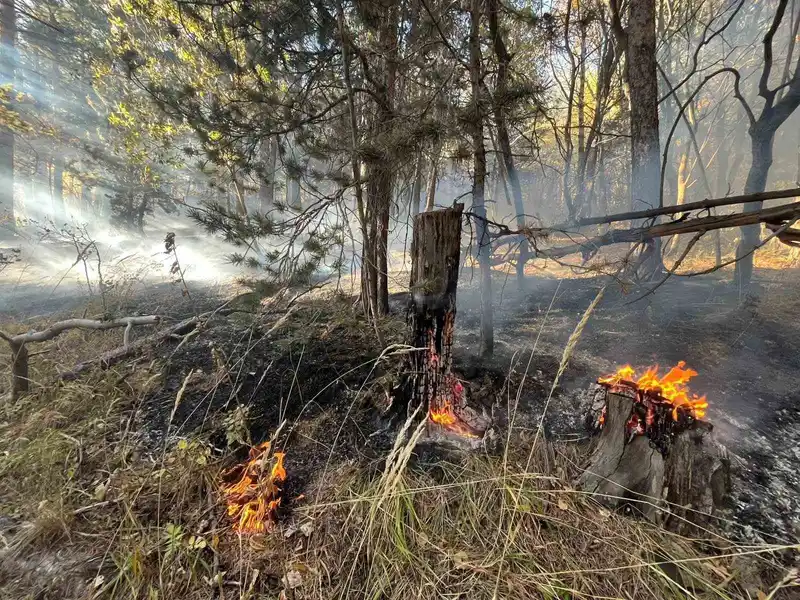 Sarıkamış’ta orman yangını: 2 hektar alan zarar gördü
