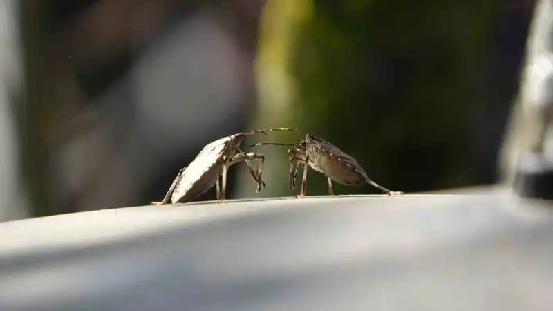 Trabzon’da kahverengi kokarca alarmı

