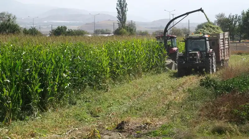 98 dönüm alana ekilen silajlık mısırların hasadı yapıldı
