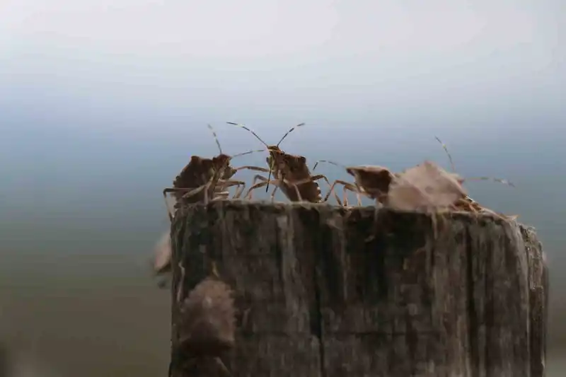 Kahverengi kokarca böceği toruna hasret bıraktı: 