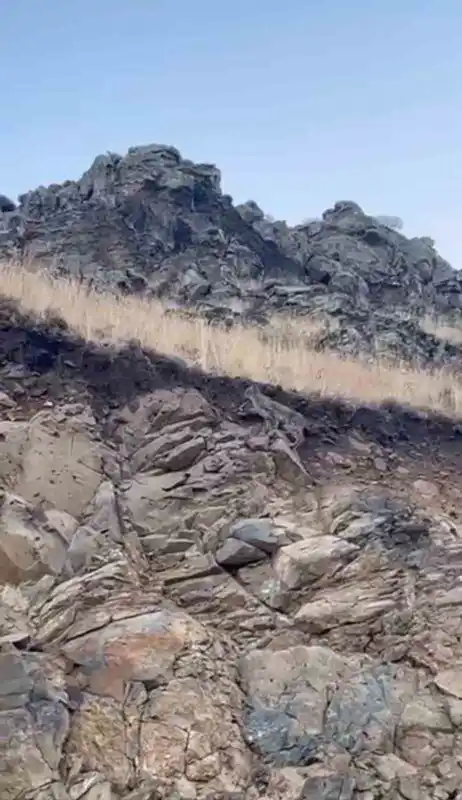 Kars’ta ormanların hayaleti vaşak kameraya yansıdı
