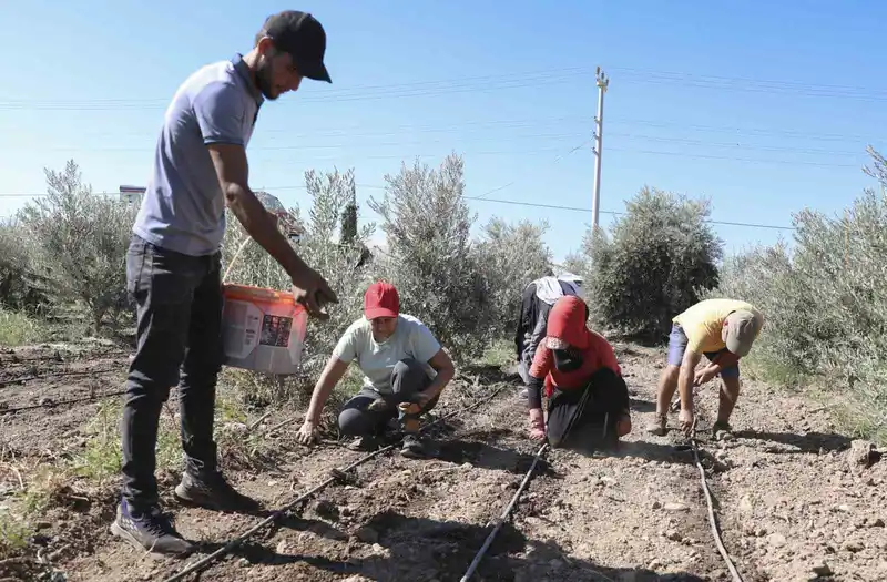 Mersin’de üreticiye ilk kez enginar yumrusu desteği verildi
