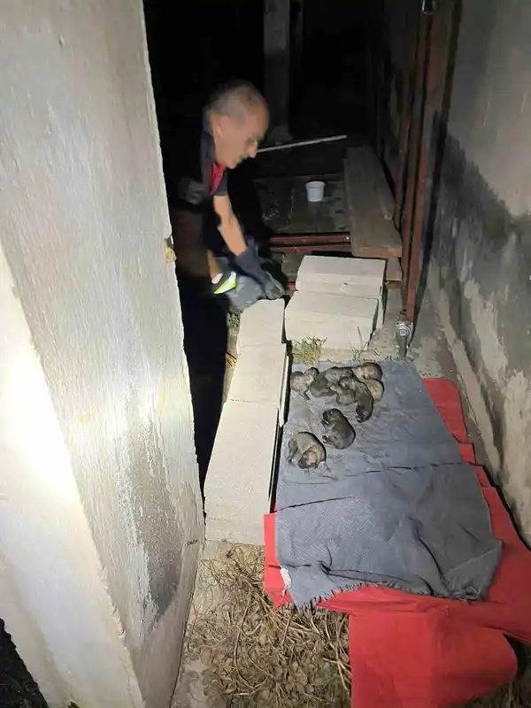 Sulama kanalına düşen anne köpek ve yavrularını itfaiye ekipleri kurtardı
