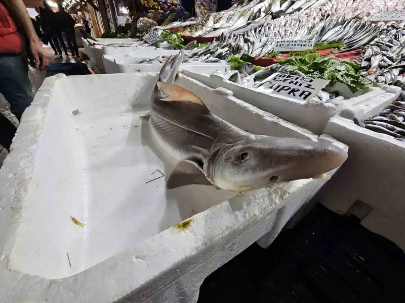 Elazığ’da satışa çıkarılan köpek balığı ilgi odağı oldu
