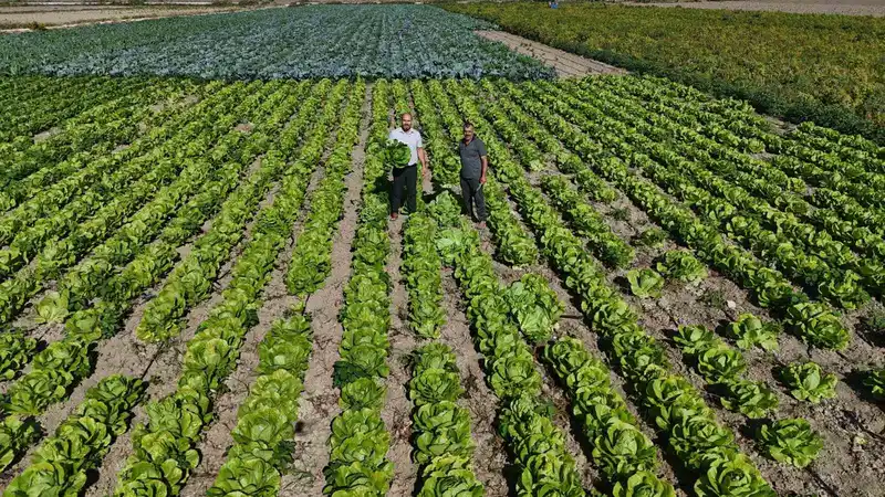 Yağmurların bereketi arttırdığı Amik Ovası’nda hasat edilen marul, 25 TL’den alıcı buluyor
