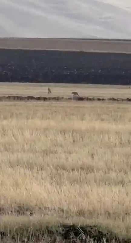 Susuz’da kurt sürüsü görüntülendi
