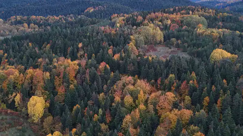 Sinop’ta sonbaharda renk cümbüşü yaşanıyor
