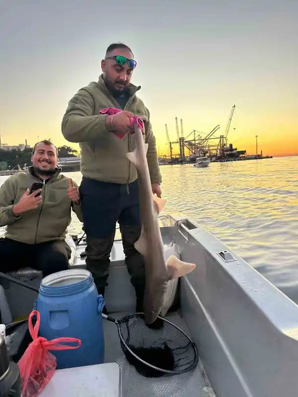 Gemlik Körfezi’nde balıkçıların oltasına köpek balığı takıldı
